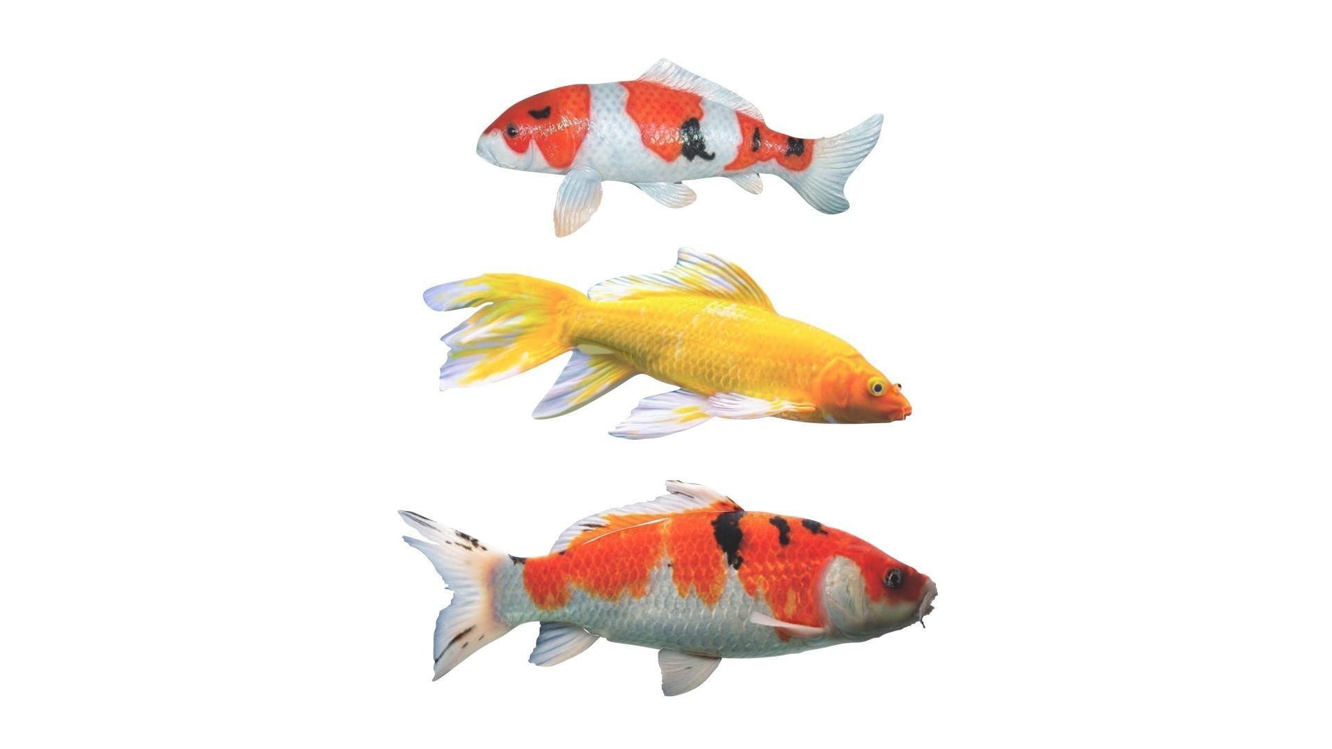 Fishes Set 3D model_13