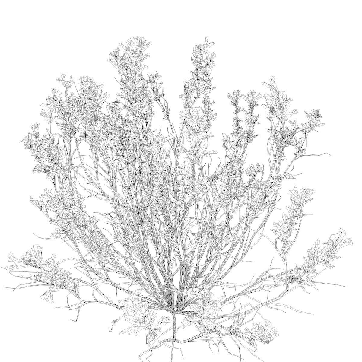 Broom Snakeweed with flowers - 08 - 3D model_2