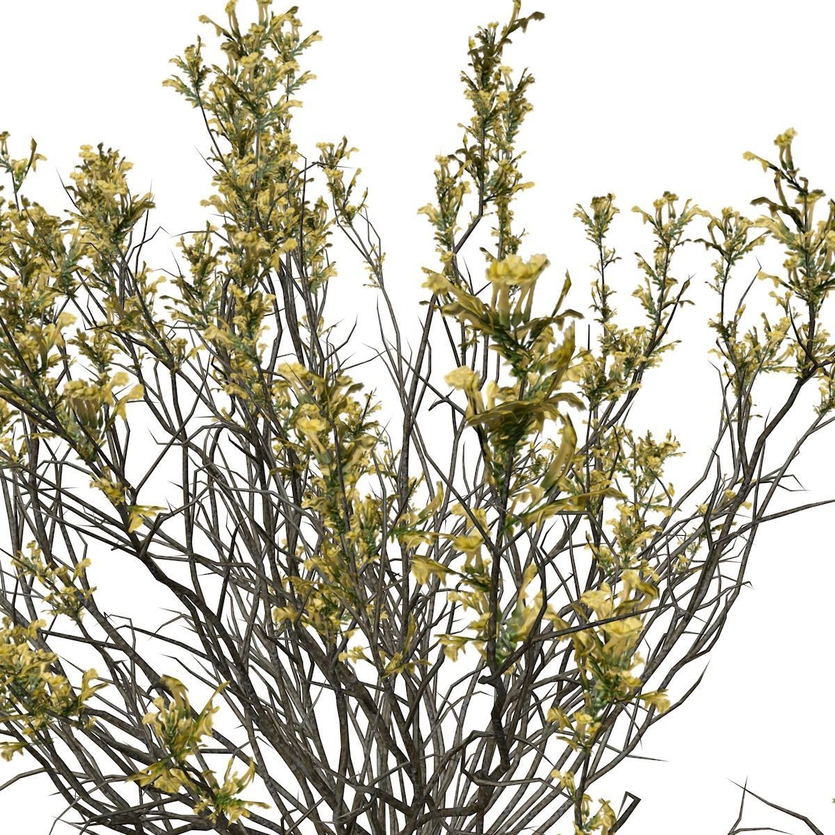 Broom Snakeweed with flowers - 08 - 3D model_3