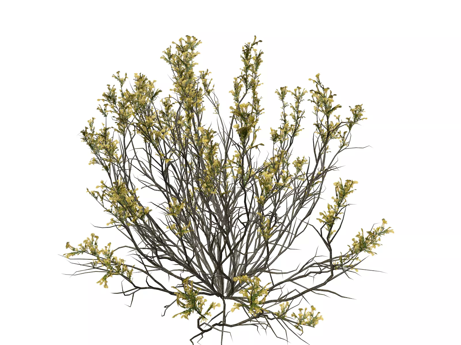 Broom Snakeweed with flowers - 08 - 3D model_0