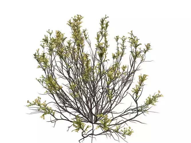 Broom Snakeweed with flowers  - 08 -