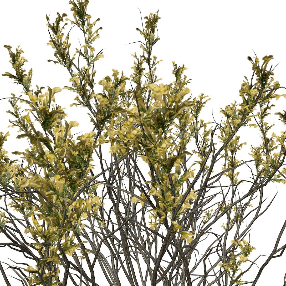 Broom Snakeweed with flowers - 09 - 3D model_3