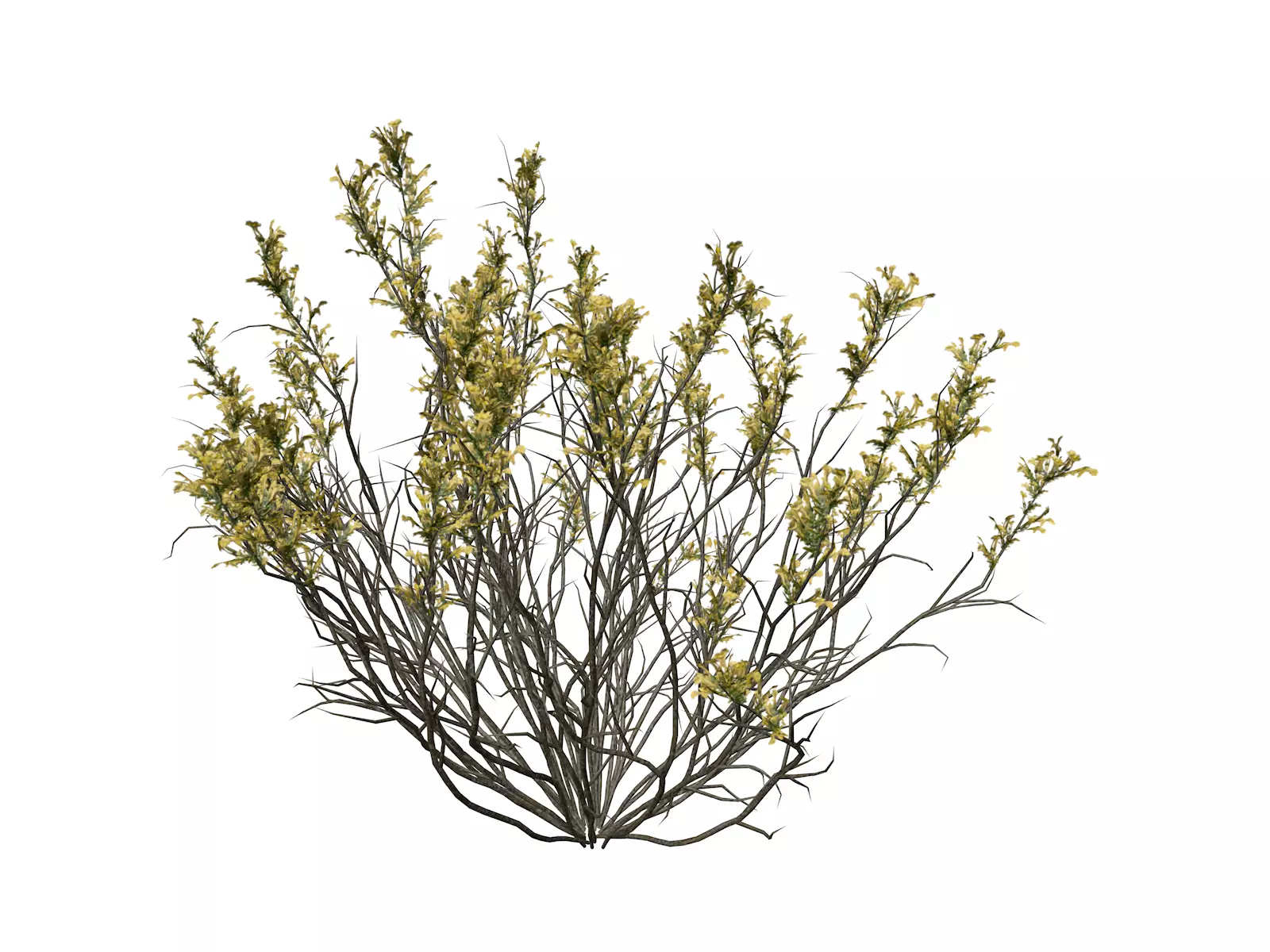 Broom Snakeweed with flowers - 09 - 3D model_0