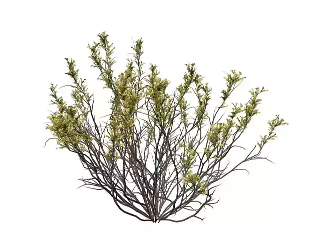 Broom Snakeweed with flowers  - 09 -