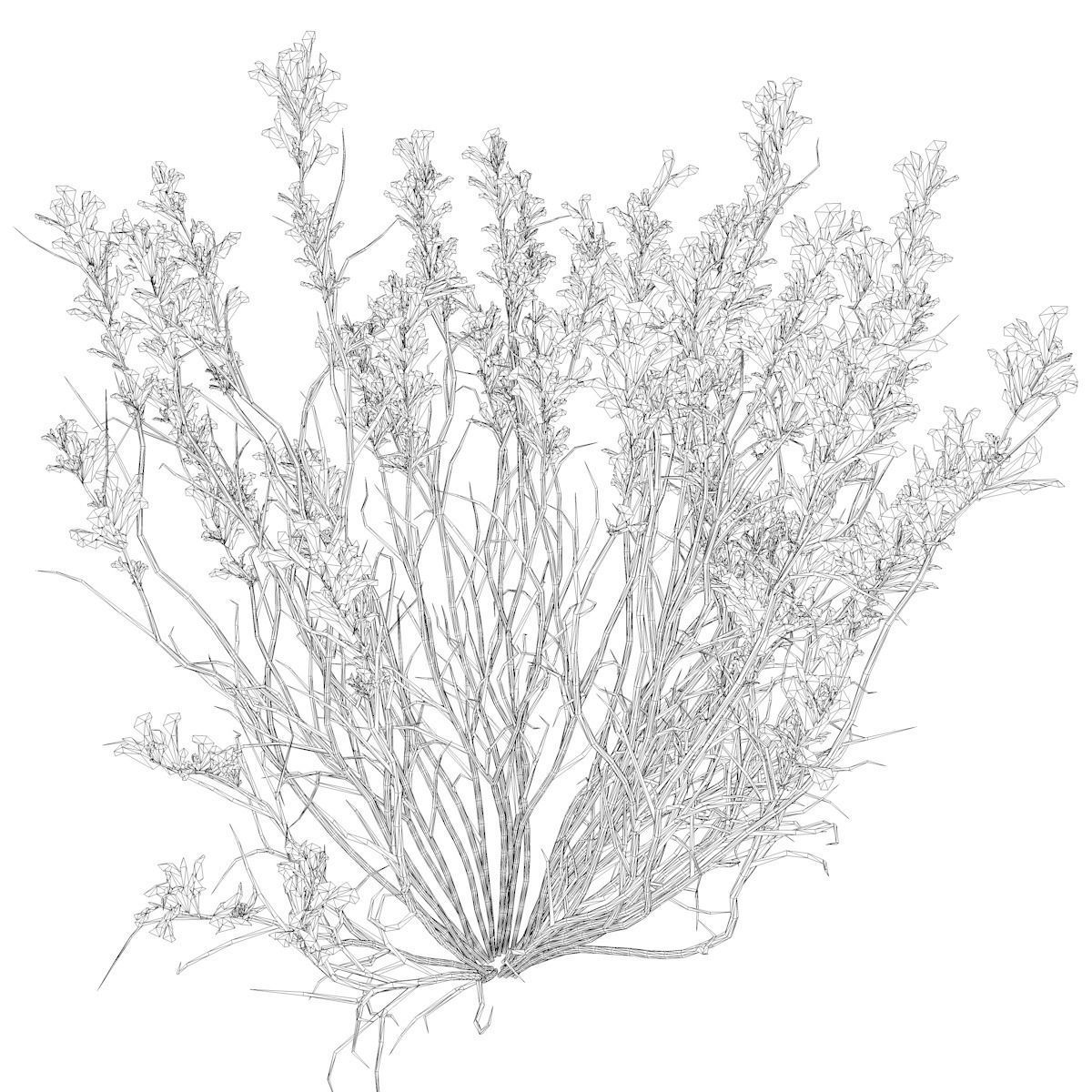 Broom Snakeweed with flowers - 10 - 3D model_2