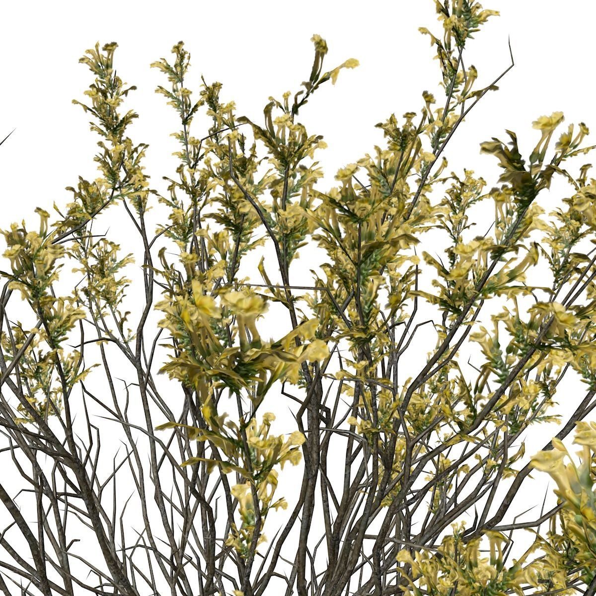 Broom Snakeweed with flowers - 10 - 3D model_3