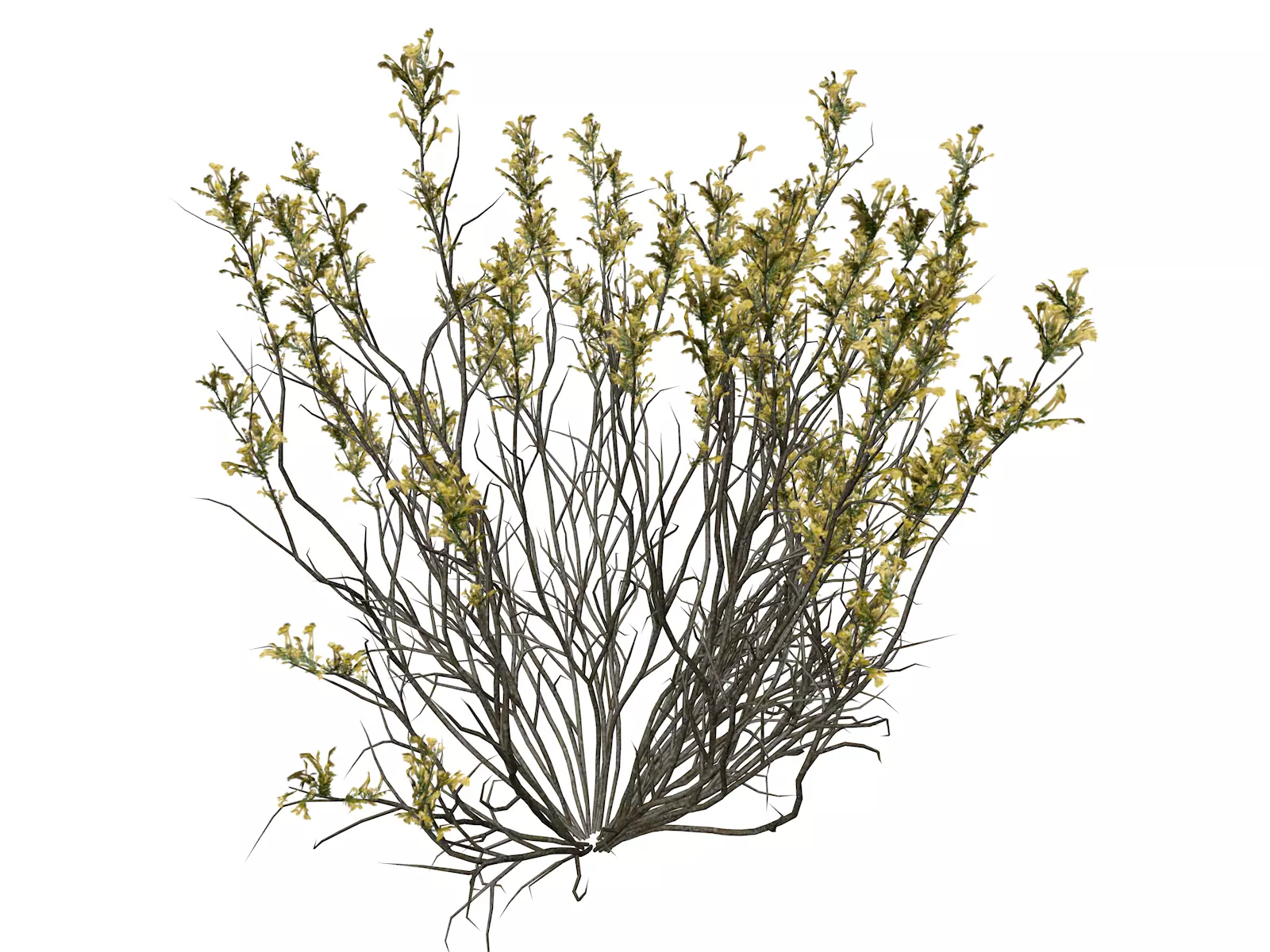 Broom Snakeweed with flowers - 10 - 3D model_0