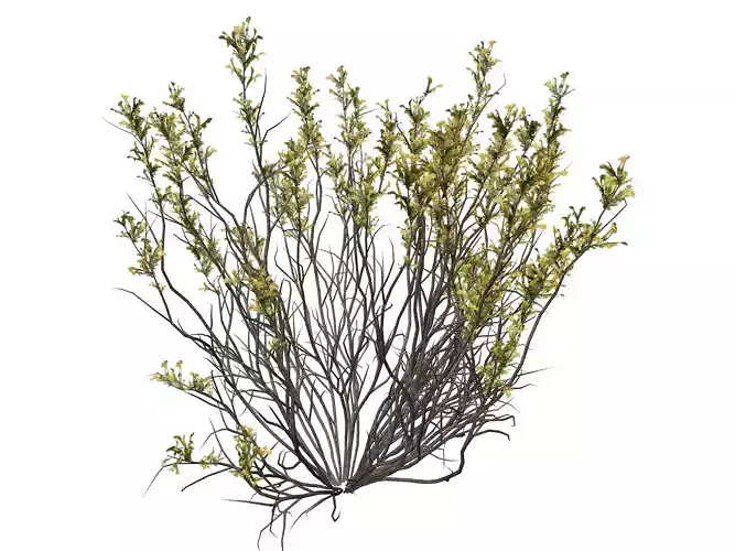 Broom Snakeweed with flowers  - 10 -