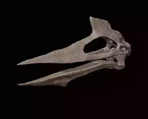 Quetzalcoatlus skull 3D print model