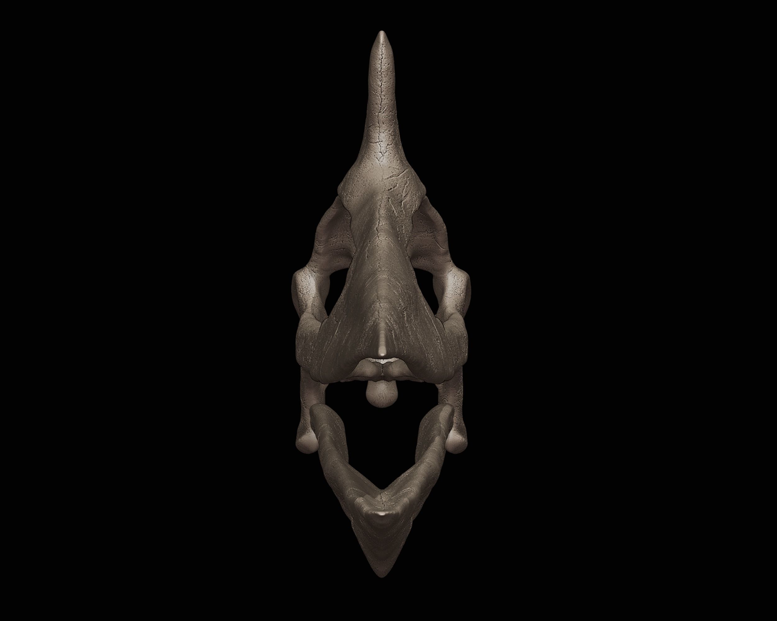 Quetzalcoatlus skull 3D print model_2