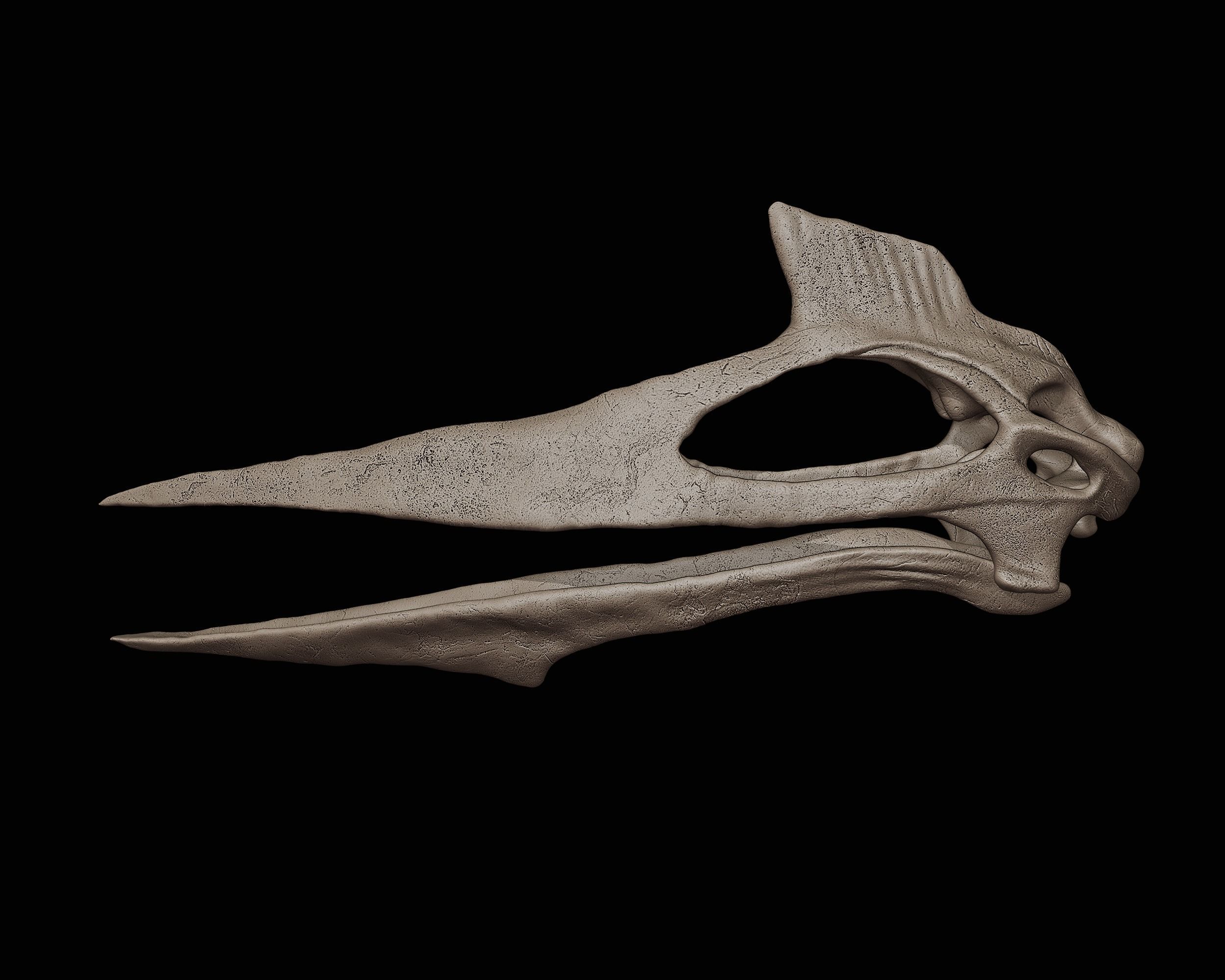 Quetzalcoatlus skull 3D print model_1