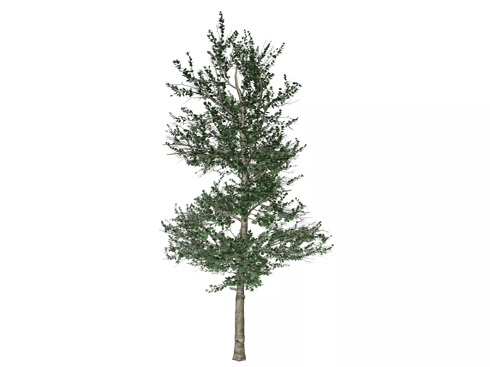 Carolina Buckthorn Tree  - 01 - 3D model_0