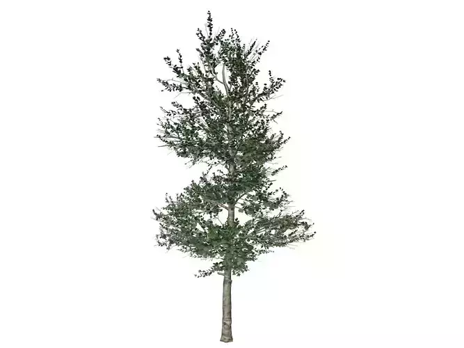 Carolina Buckthorn Tree  - 01 - 3D model