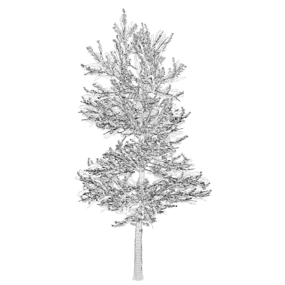 Carolina Buckthorn Tree  - 01 - 3D model_1