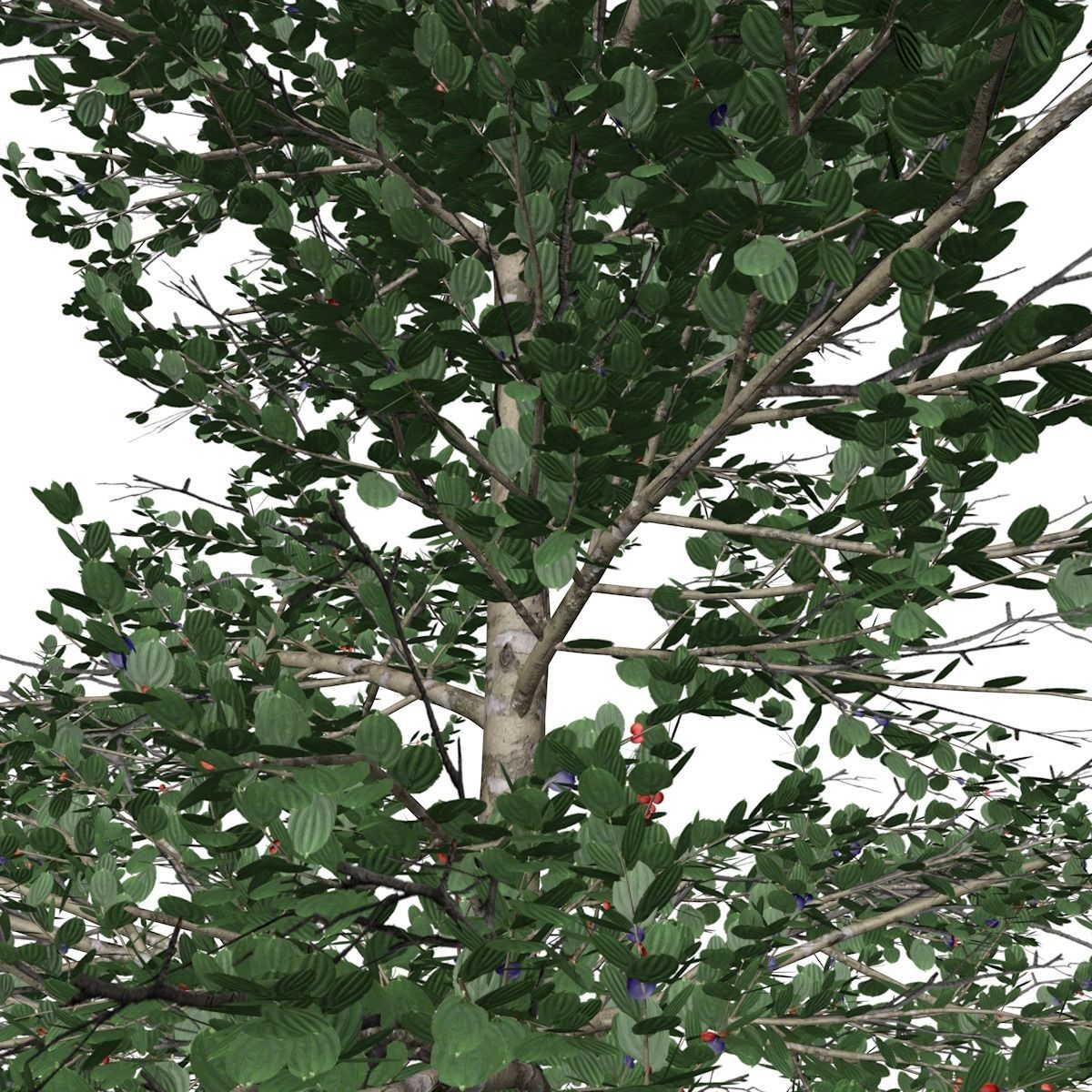 Carolina Buckthorn Tree  - 01 - 3D model_2
