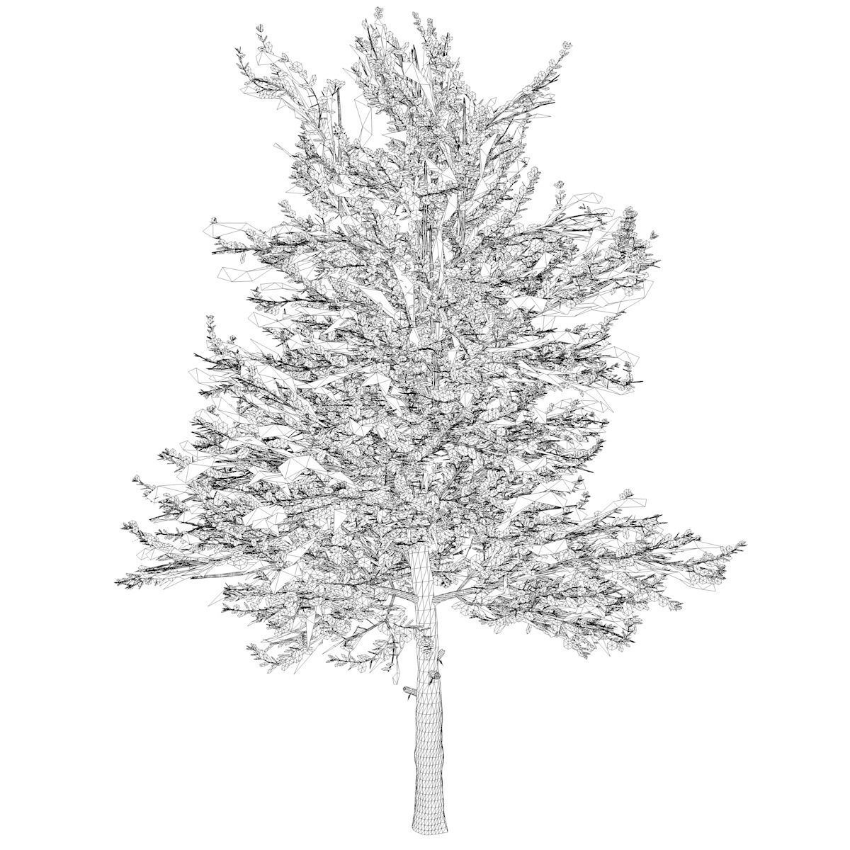 Carolina Buckthorn Tree  - 02 - 3D model_1