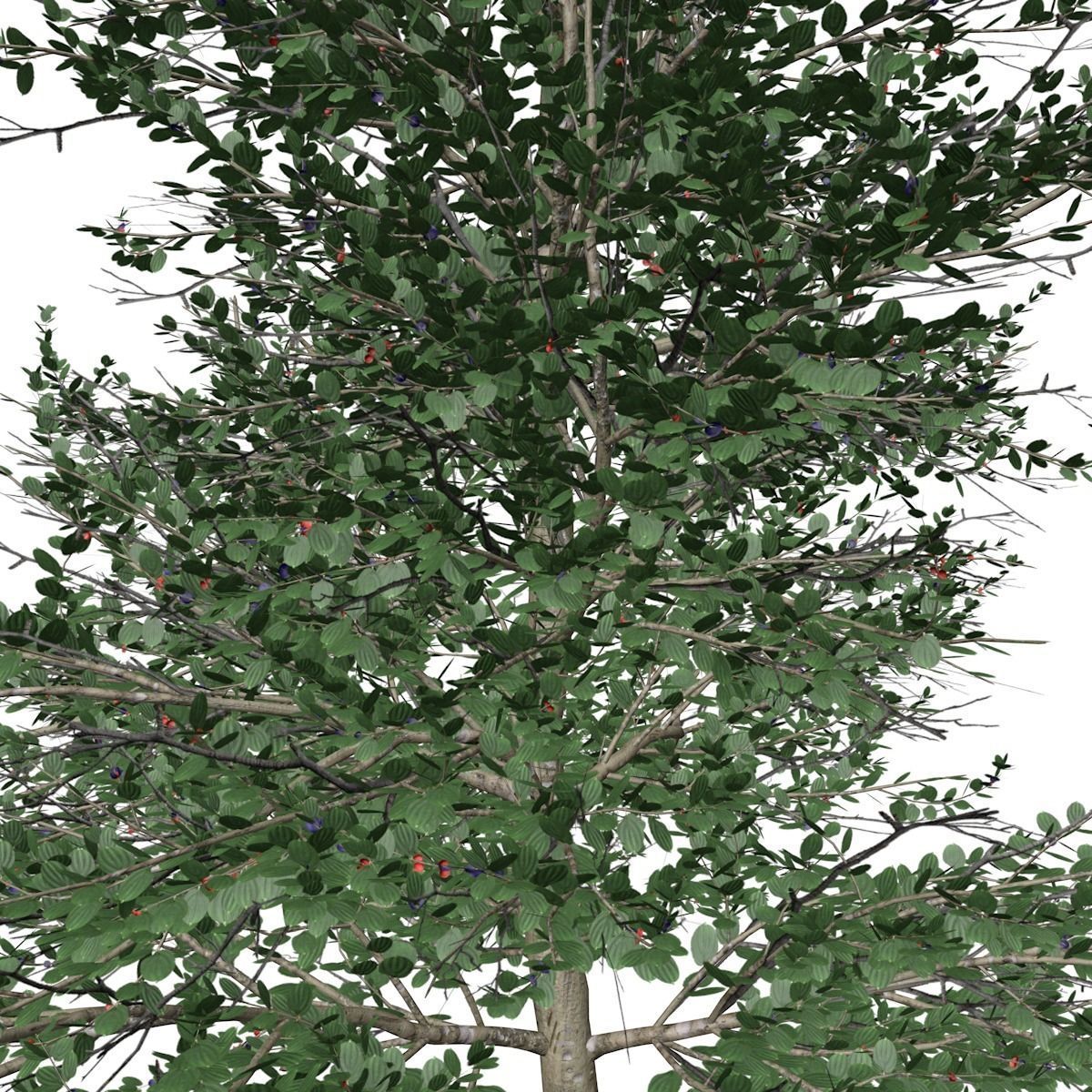 Carolina Buckthorn Tree  - 02 - 3D model_2