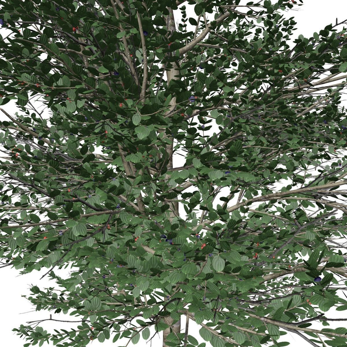Carolina Buckthorn Tree  - 03 - 3D model_2