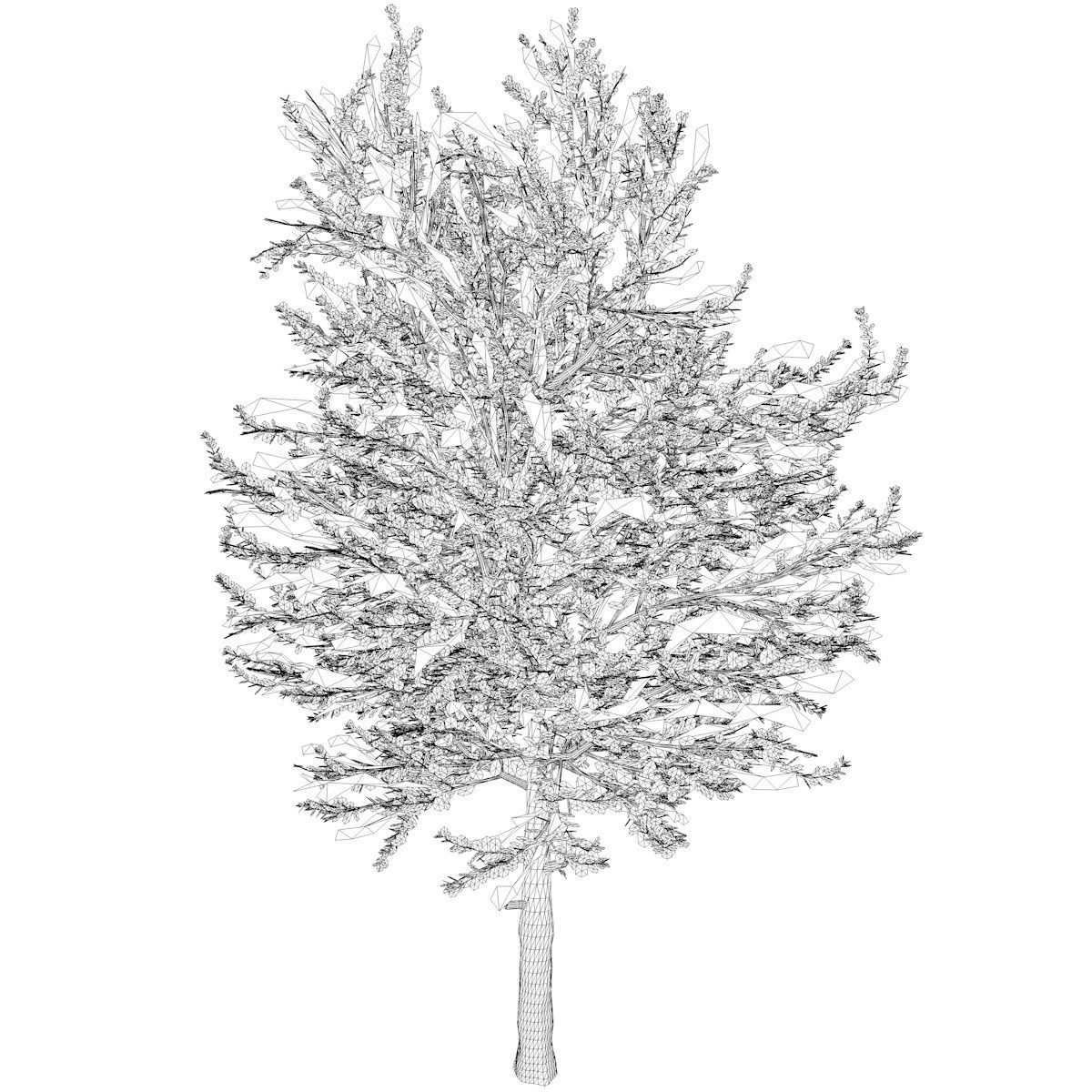 Carolina Buckthorn Tree  - 03 - 3D model_1