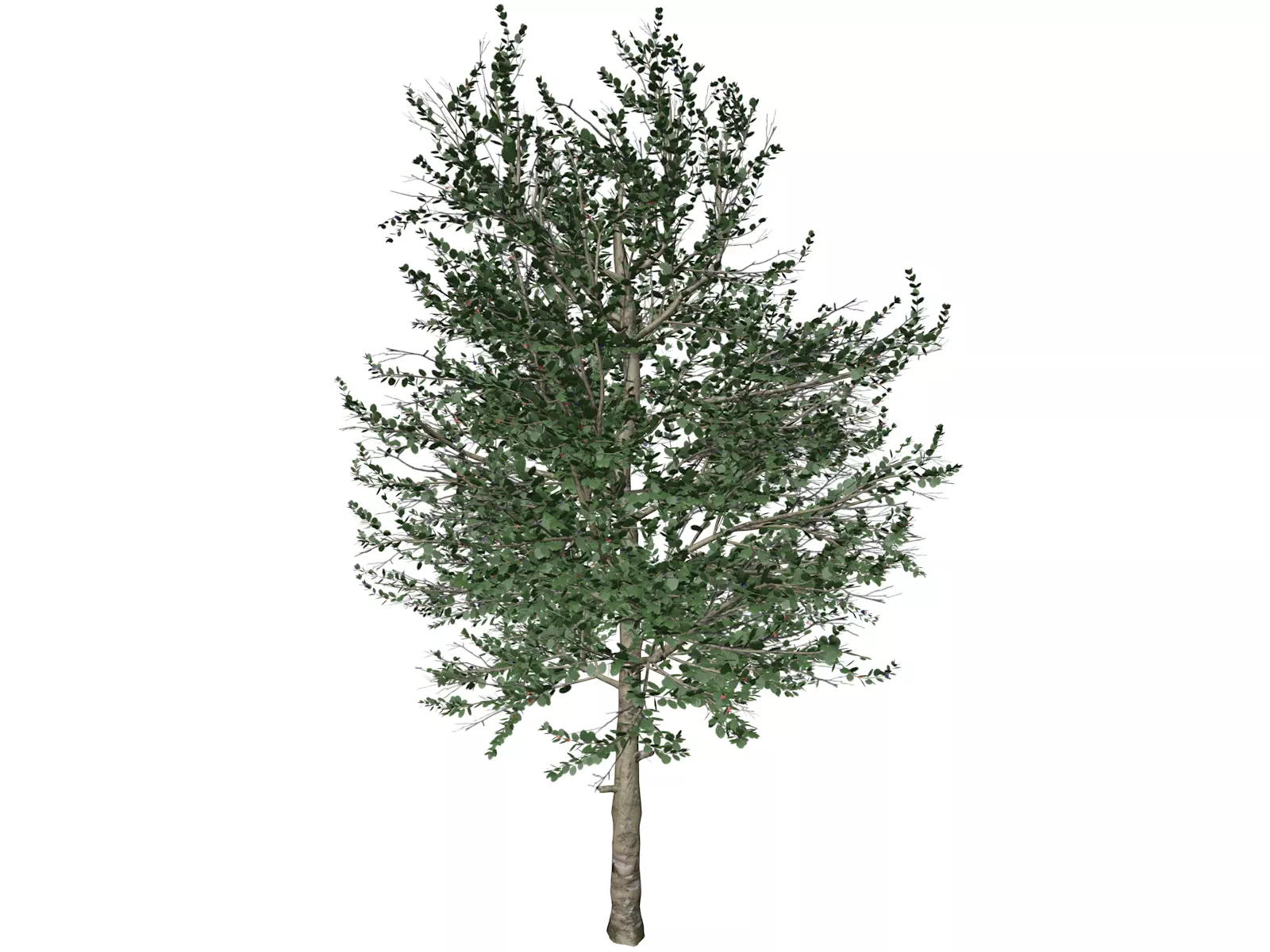 Carolina Buckthorn Tree  - 03 - 3D model_0