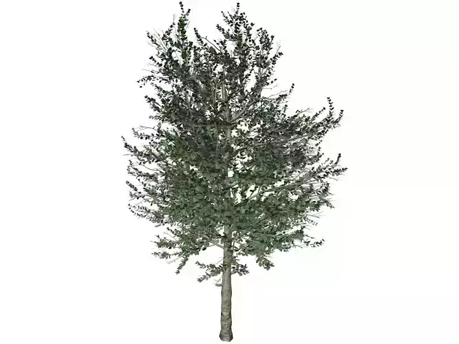 Carolina Buckthorn Tree  - 03 - 3D model