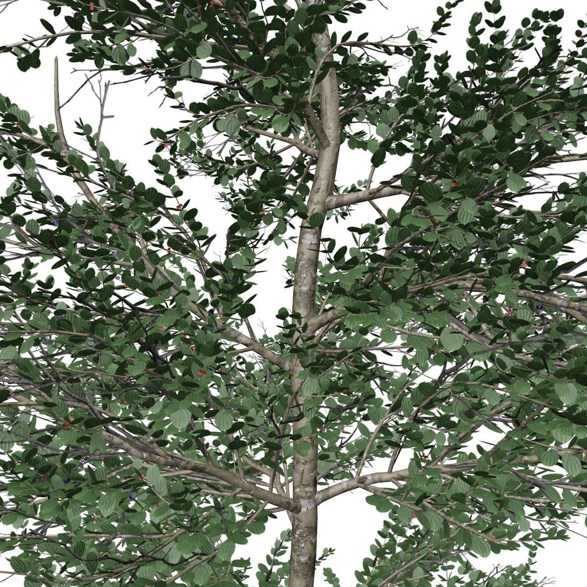 Carolina Buckthorn Tree - 04 - 3D model_2