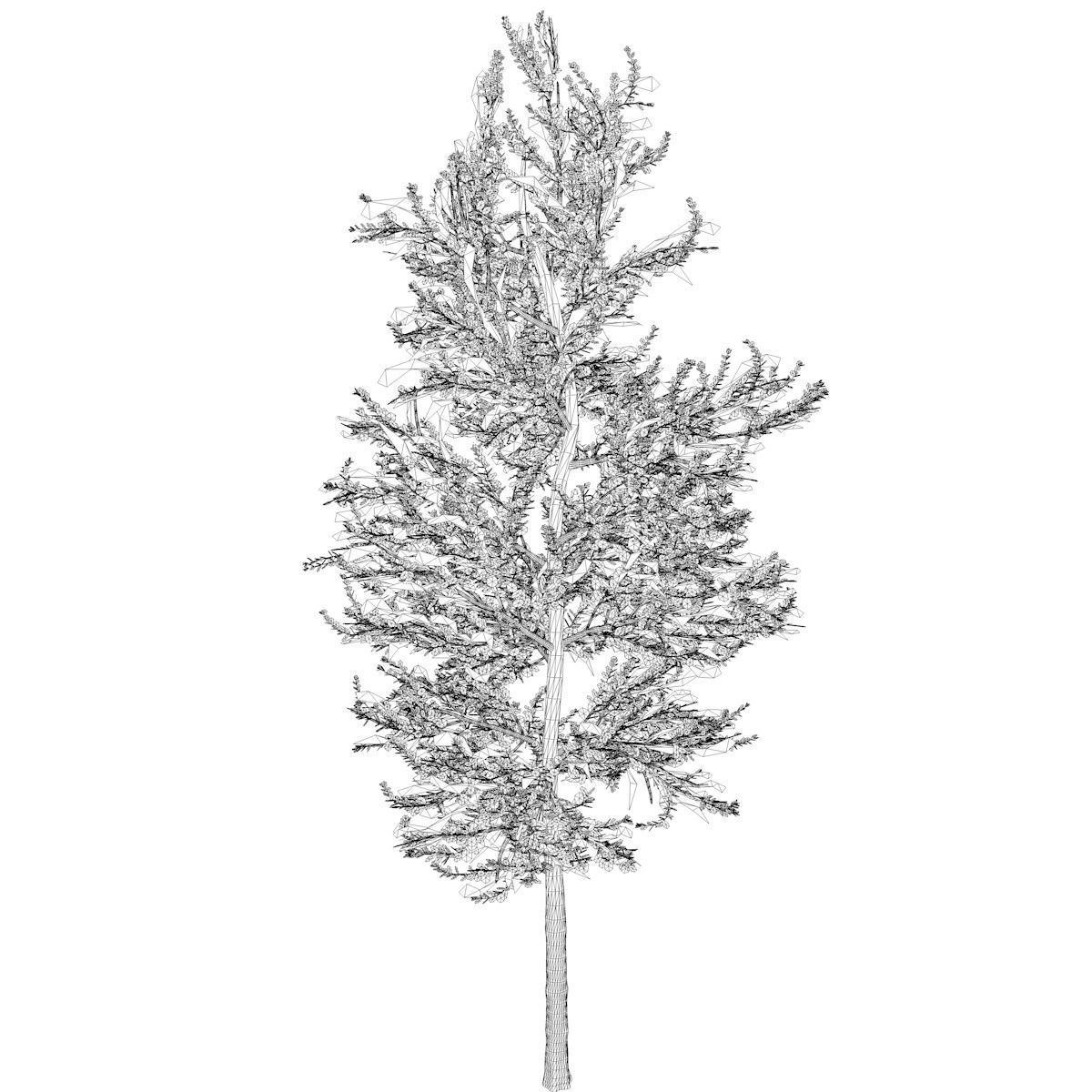 Carolina Buckthorn Tree - 04 - 3D model_1