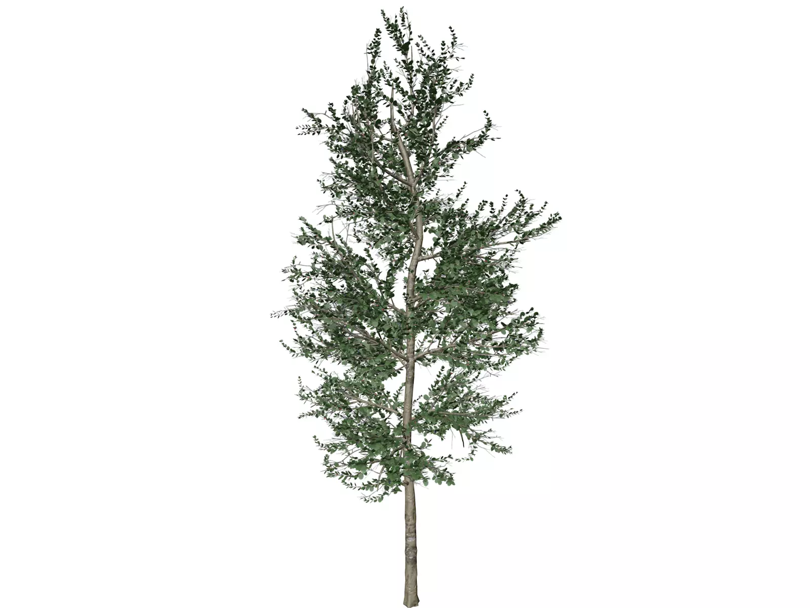 Carolina Buckthorn Tree - 04 - 3D model_0