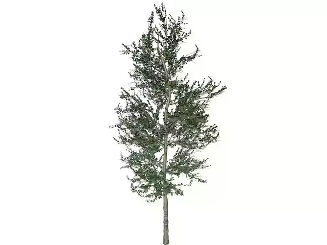 Carolina Buckthorn Tree - 04 - 3D model Carolina Buckthorn Tree - 04 - 3D model