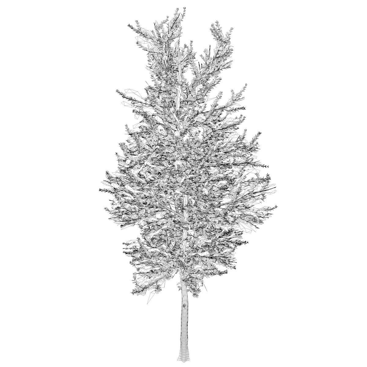 Carolina Buckthorn Tree  - 05 - 3D model_1