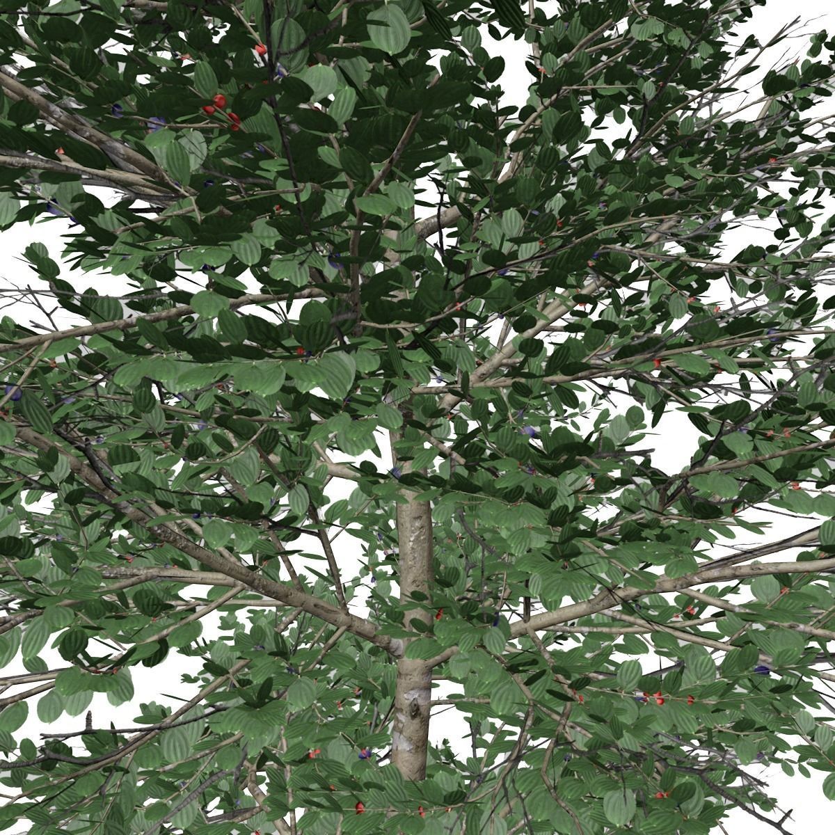 Carolina Buckthorn Tree  - 05 - 3D model_2