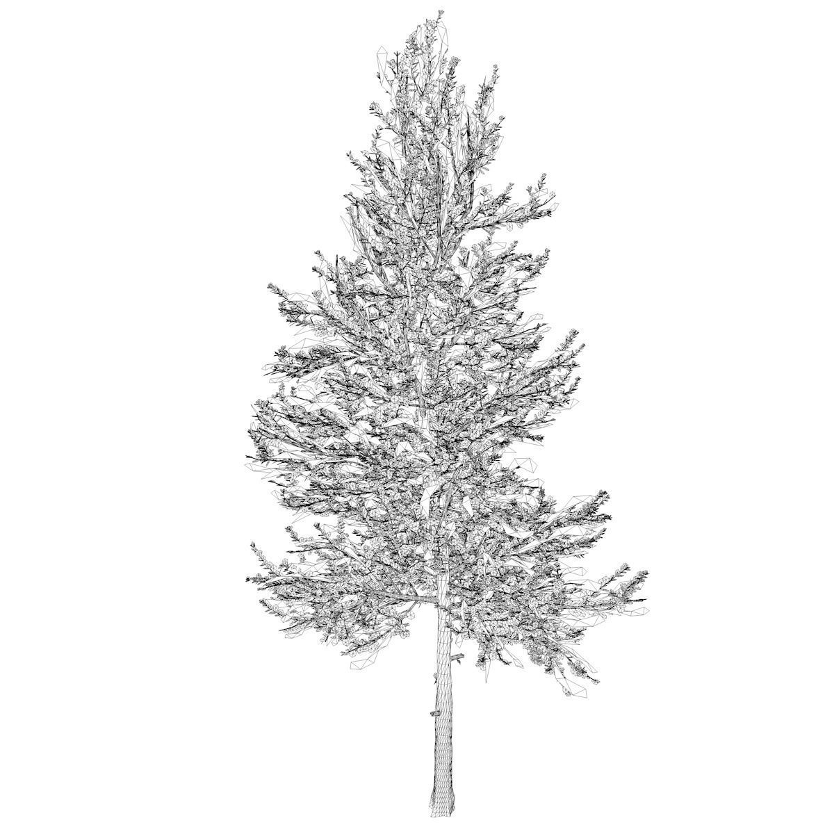 Carolina Buckthorn Tree  - 06 - 3D model_1