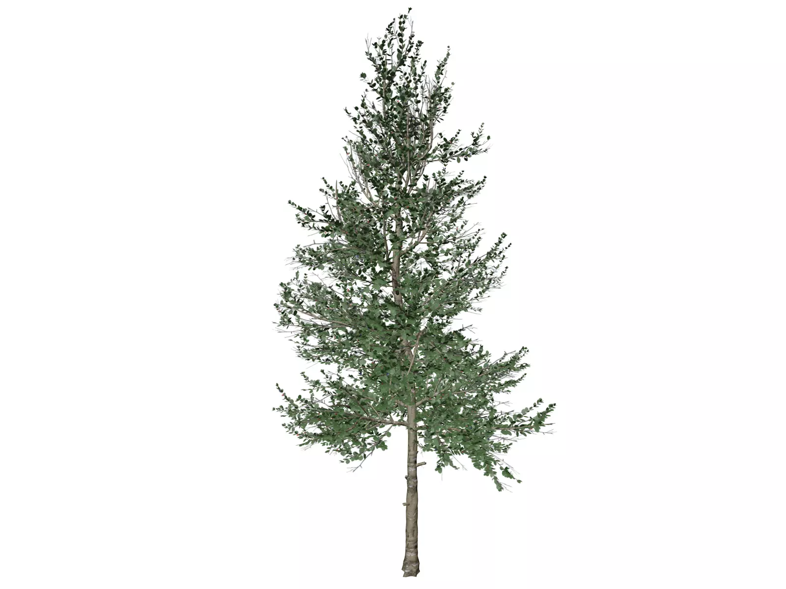 Carolina Buckthorn Tree  - 06 - 3D model_0