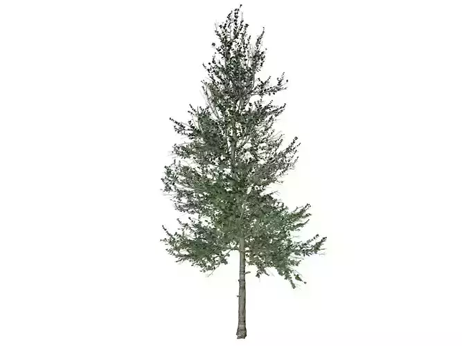 Carolina Buckthorn Tree  - 06 - 3D model