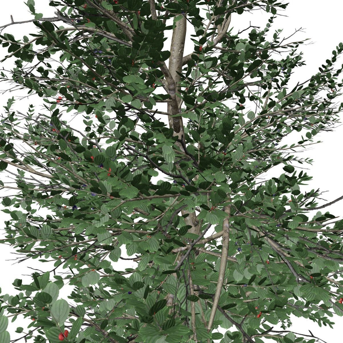 Carolina Buckthorn Tree  - 06 - 3D model_2