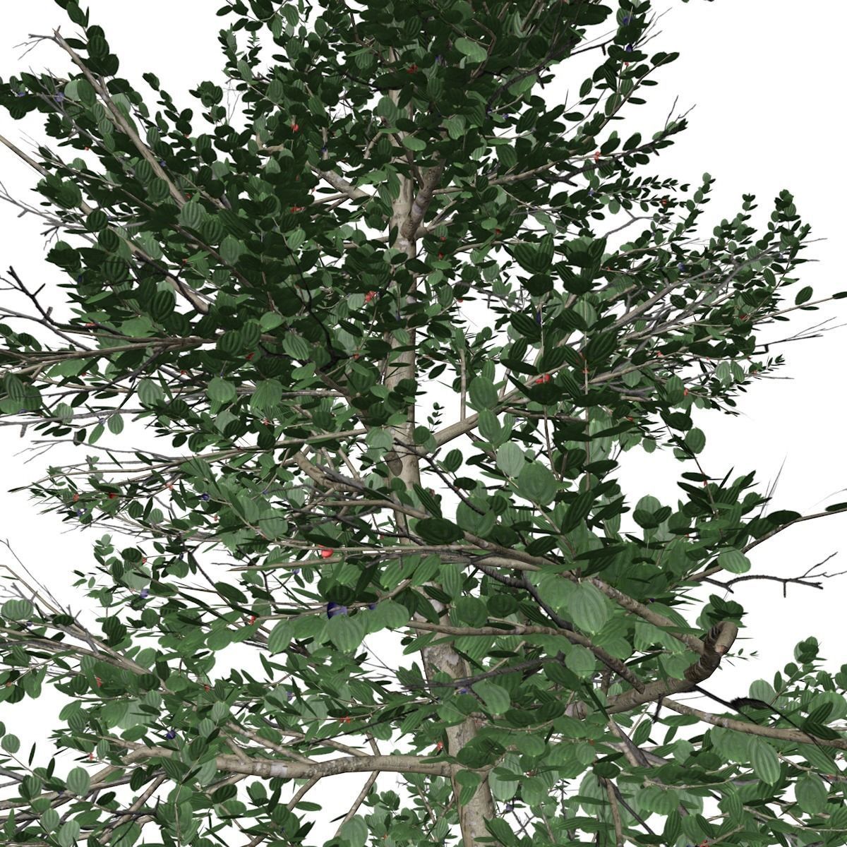 Carolina Buckthorn Tree  - 07 - 3D model_2