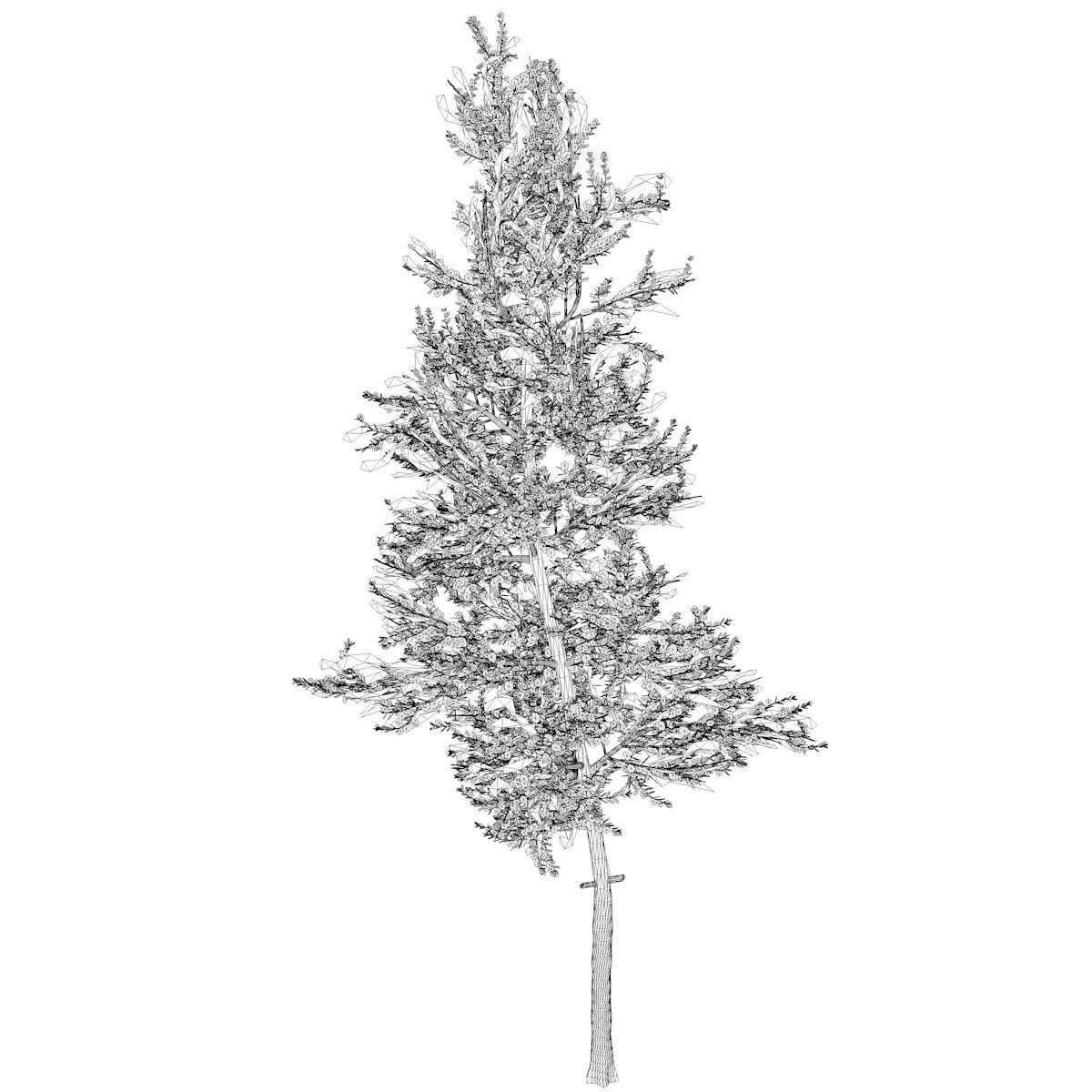 Carolina Buckthorn Tree  - 07 - 3D model_1