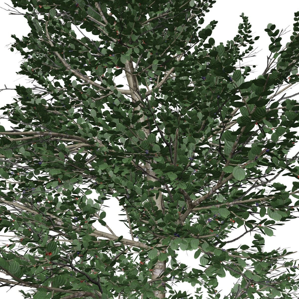 Carolina Buckthorn Tree - 08 - 3D model_2