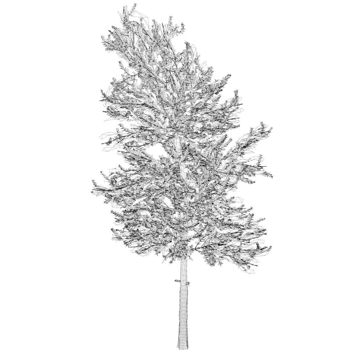 Carolina Buckthorn Tree - 08 - 3D model_1