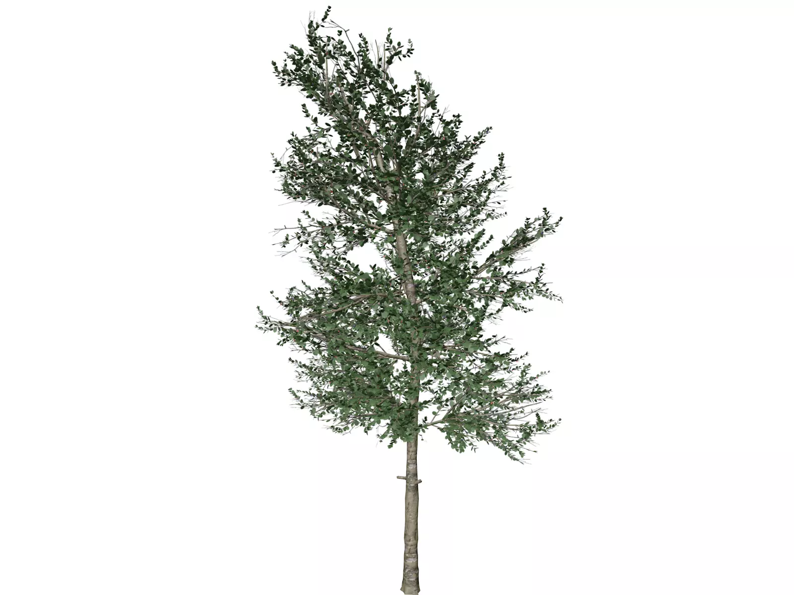 Carolina Buckthorn Tree - 08 - 3D model_0
