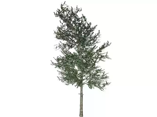 Carolina Buckthorn Tree - 08 - 3D model Carolina Buckthorn Tree - 08 - 3D model