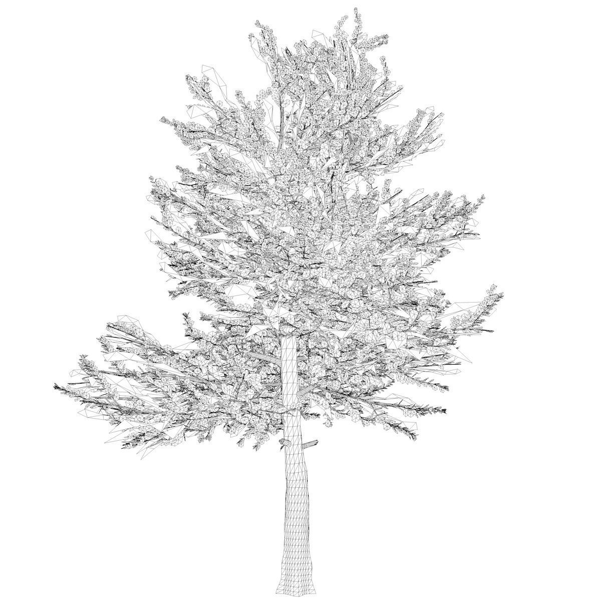 Carolina Buckthorn Tree  - 09 - 3D model_1