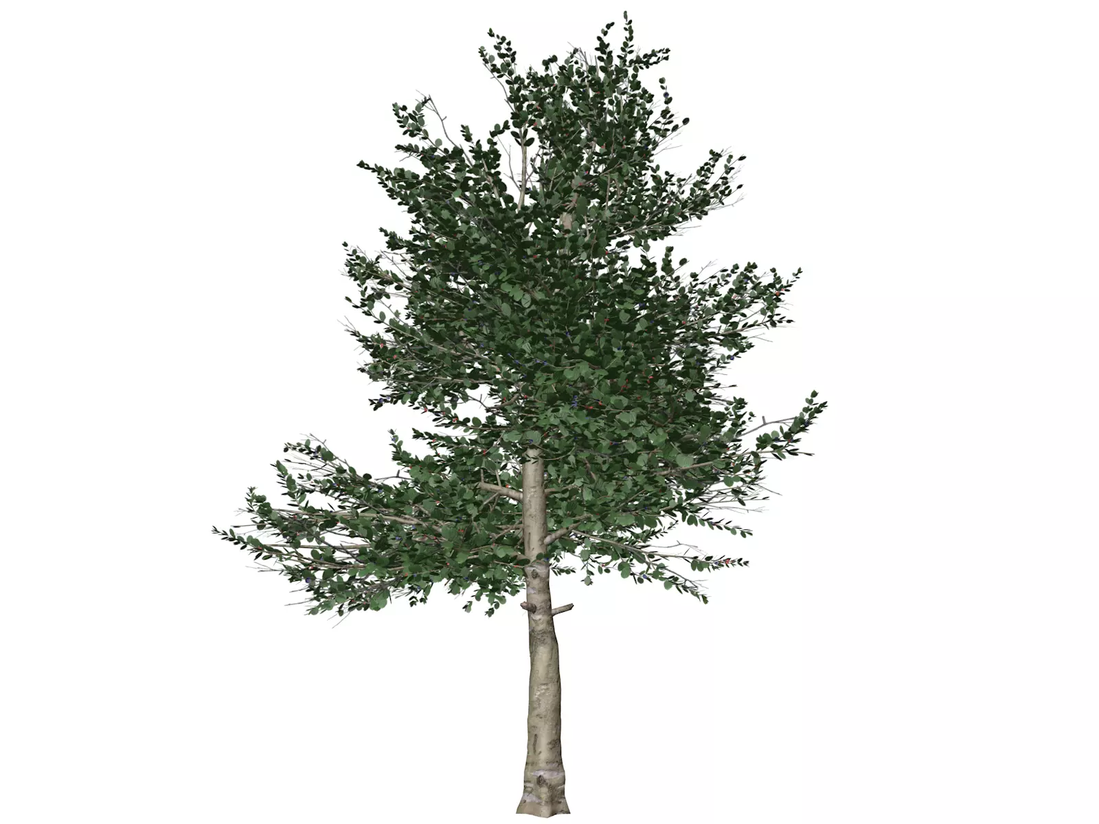 Carolina Buckthorn Tree  - 09 - 3D model_0