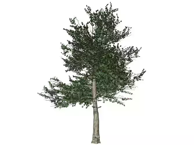 Carolina Buckthorn Tree  - 09 - 3D model