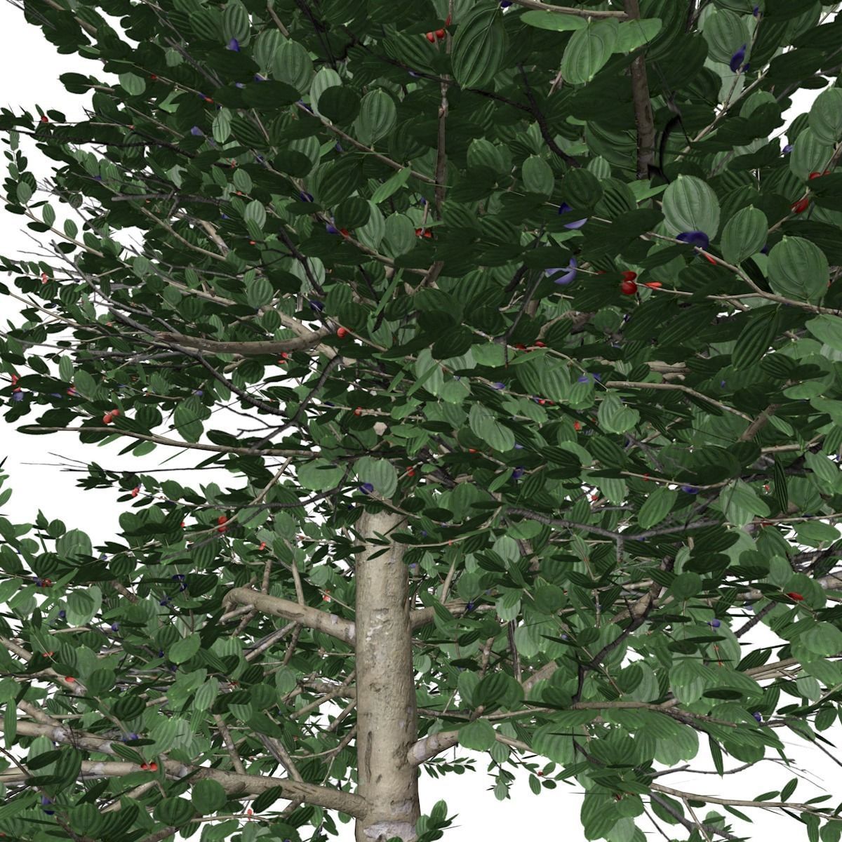 Carolina Buckthorn Tree  - 09 - 3D model_2