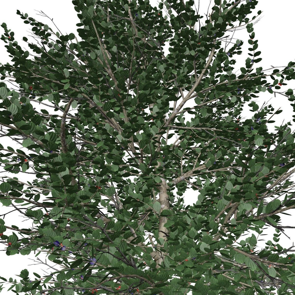 Carolina Buckthorn Tree  - 10 - 3D model_2