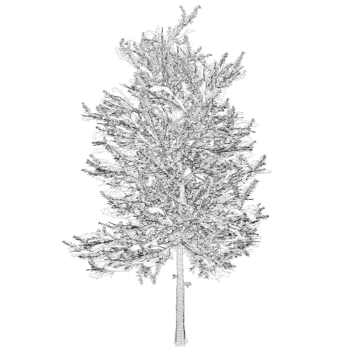 Carolina Buckthorn Tree  - 10 - 3D model_1