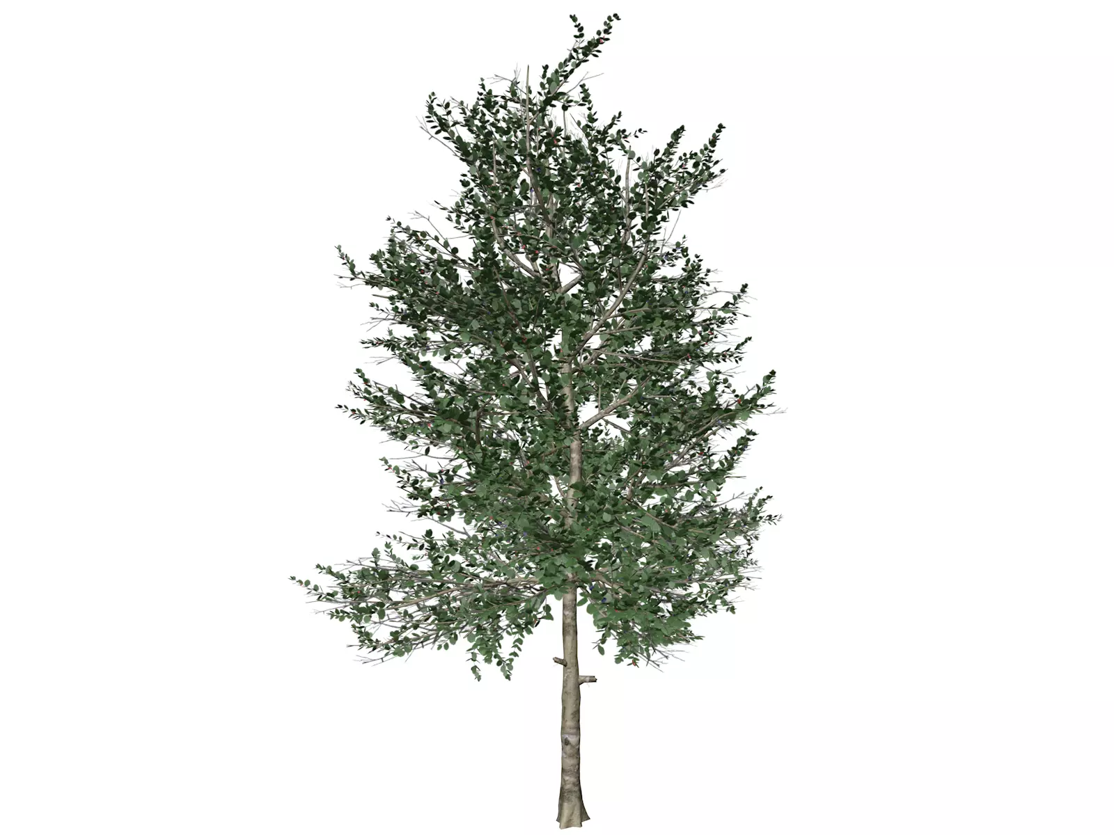 Carolina Buckthorn Tree  - 10 - 3D model_0