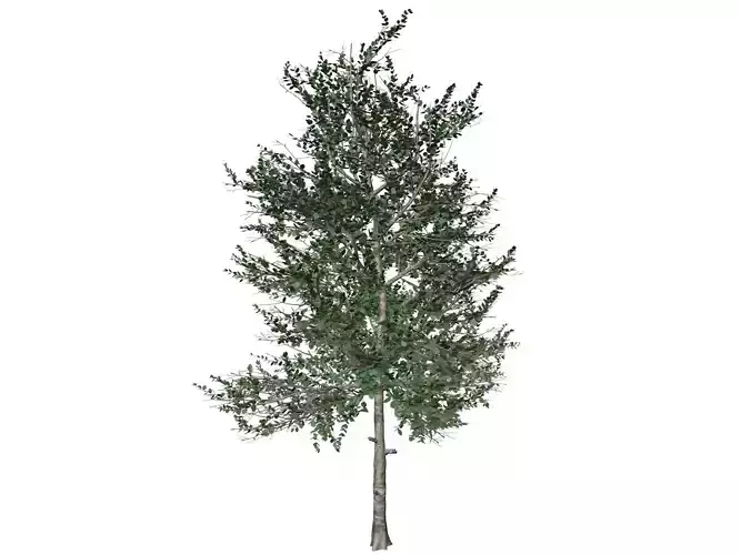 Carolina Buckthorn Tree  - 10 - 3D model