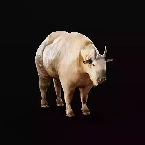 Golden Takin Chamois Goat Low-poly 3D model